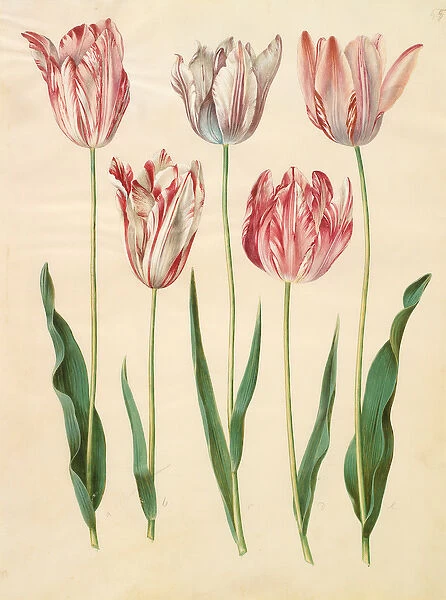 Tulipa gesneriana from the album Gottorfer Codex, c. 1650 (gouache on parchment)