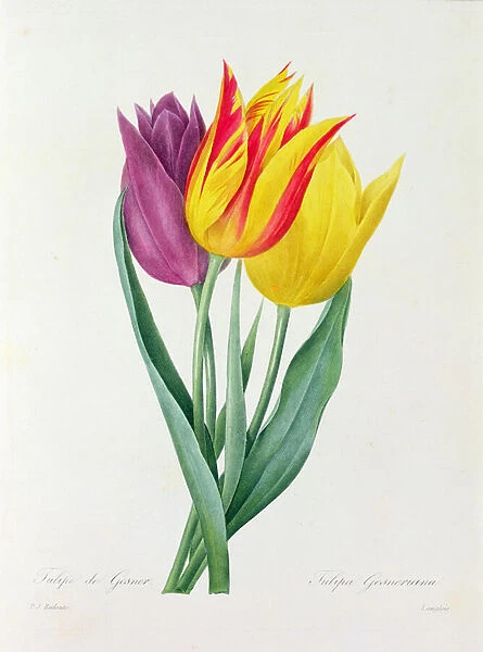 Tulipa Gesneriana (coloured engraving)