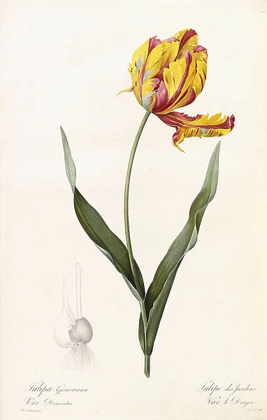 Tulipa Gesneriana - Tulipe des Jardins (Common  /  Garden Tulip), and Var Dracontia