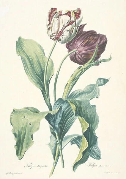 Tulipe des Jardins, from Fleurs Dessinees d apres Nature, c. 1800