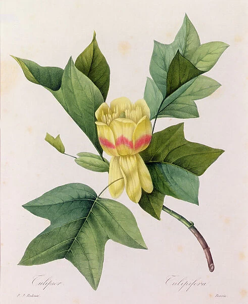 Tulipifera (coloured engraving)