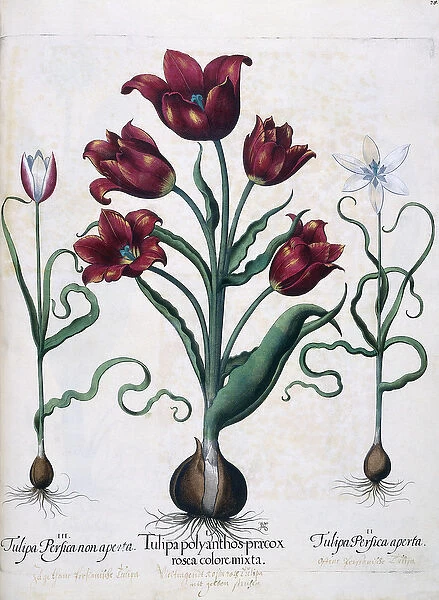 Tulips, 1613 (colour engraving)