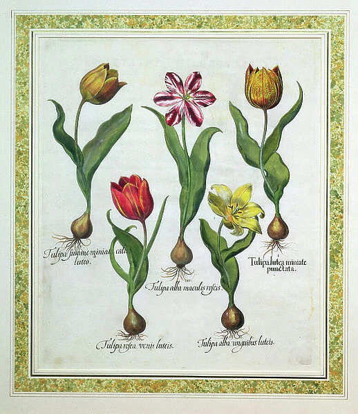 Tulips: Besler Print, 19th century