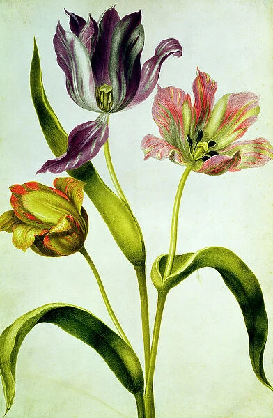 Tulips, c. 1675 (gouache on vellum)