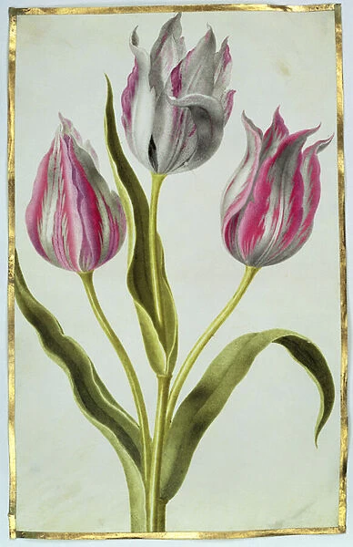 Tulips, c. 1675 (gouache on vellum)