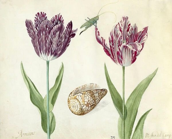 Two Tulips, a shell and a grasshopper, 1637-45 (brush on parchment)