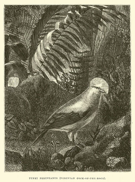 Tunki Peruvianus, Peruvian Cock-of-the-rock (engraving)