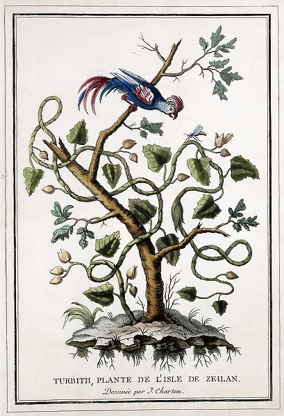 Turbith, plante de l isle de Zeilan, 1784 (hand-coloured engraving)
