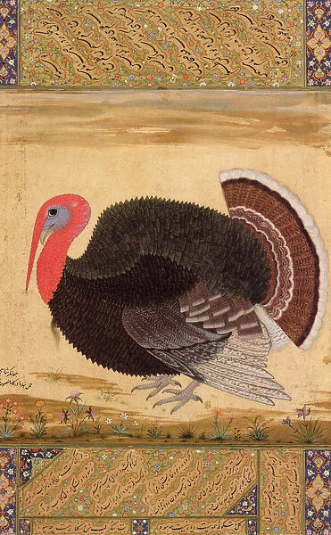 A turkey-cock, brought to Jahangir from Goa in 1612, from the Wantage Album, Mughal, c