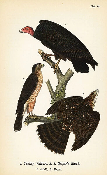 Turkey vulture, Cathartes aura 1, and Coopers hawk, Accipiter cooperii, adult 2, young 3