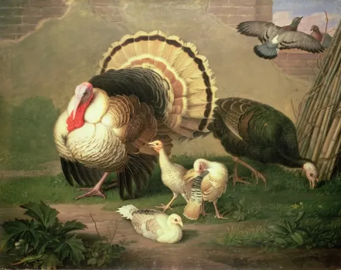 Framed Print : Turkeys. RAF58577 Turkeys by Peter, Johan Wenzel 