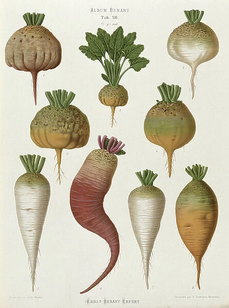 Turnips, from the 'Album Benary', Tab. XIII, (chromolitho)