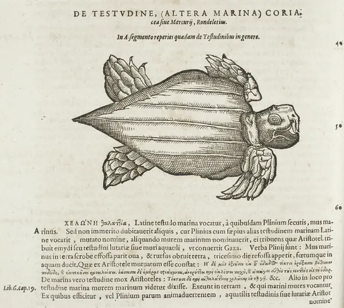Framed Print : Turtle. BL3281235 Turtle; British Library, London, UK; (add.info.: C