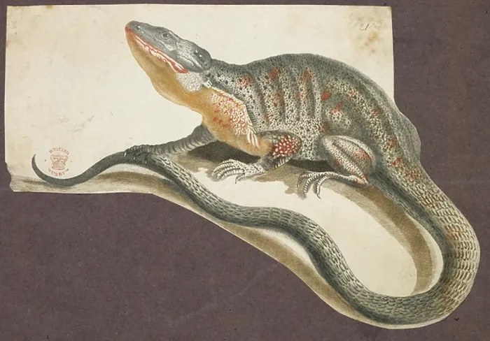 Framed Print : A type of lizard