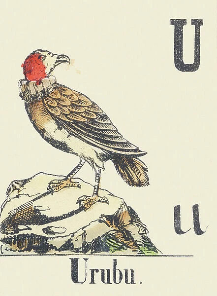 U: Urubu, c1880-1900 (illustration)