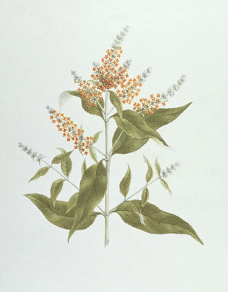 Umtar (Buddleia polystachya) (w  /  c over graphite on paper)