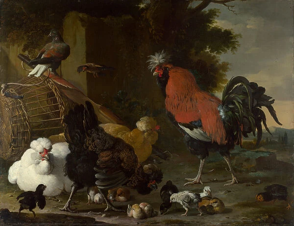 'Un coq, les poules et les poussins'(A Cock