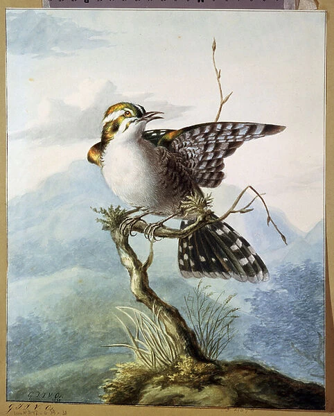 'Un petit oiseau'(Little bird) Aquarelle de Georgius Jacobus Johannes van Os (1782-1861) 1798 Musee Pouchkine, Moscou