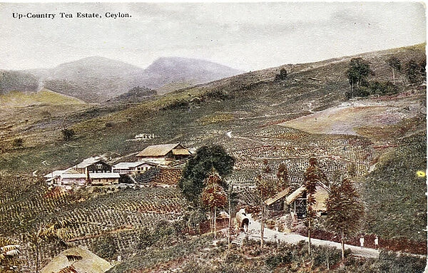 Up-Country Tea Estate, Ceylon, c. 1900-20 (hand-coloured photograph)
