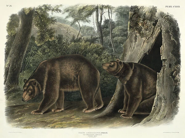 Ursus Americanus, var. Cinnamonum (Cinnamon Bear), plate 127 from