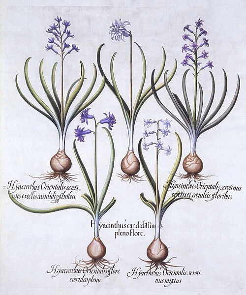 Varieties of Hyacinth with Bulb, from Hortus Eystettensis