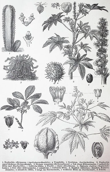 Various Euphorbiales, Euphorbia officinarum, Euphorbia caput castor oil plant (Ricinus communis)