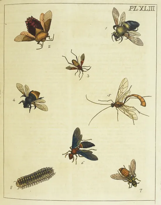 Framed Print : Various insects