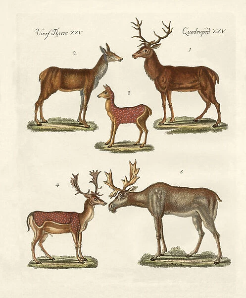 Various kinds of deer (coloured engraving)