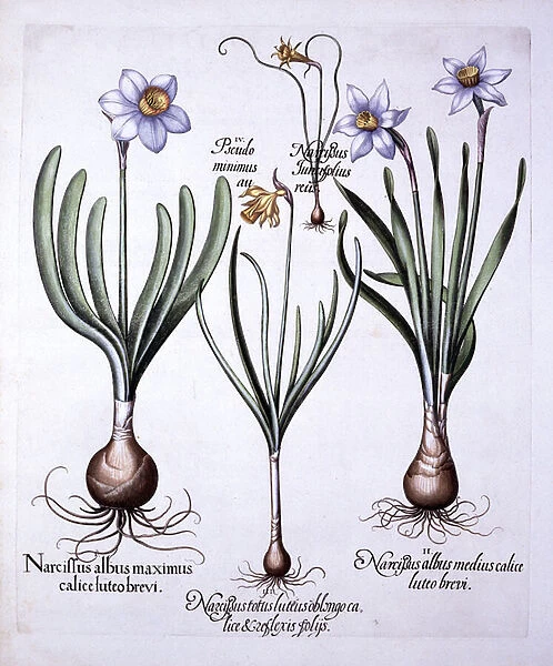 Various Narcissi, from Hortus Eystettensis, by Basil Besler (1561-1629), pub