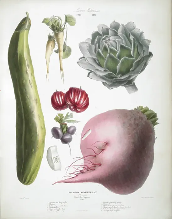 Framed Print : Various Vegetables, including cucumber, artichoke, beetroot and tomatoes