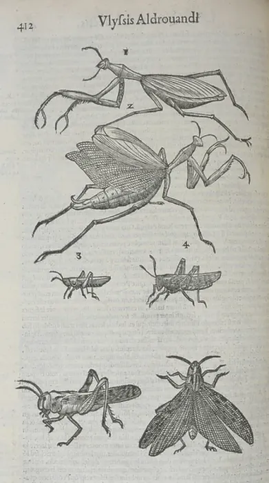 Framed Print : Various winged insects