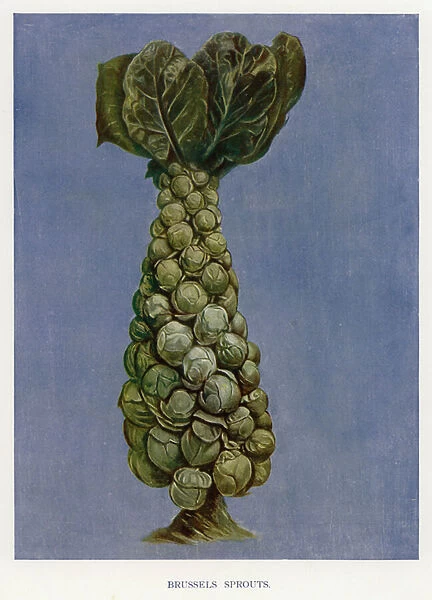 Vegetable Growers Guide: Brussels Sprouts (colour litho)