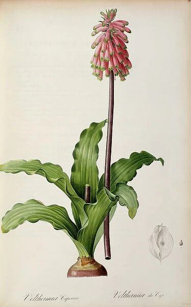 Veltheimia Capensis, from Les Liliacees, c. 1805 (coloured engraving)