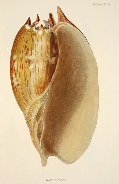 Veluta Georgina, from The Mollusca and Radiata, pub. 1833 (hand coloured engraving)