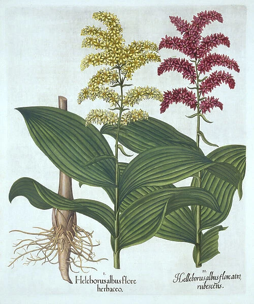 Veratrum, from Hortus Eystettensis, by Basil Besler (1561-1629), pub