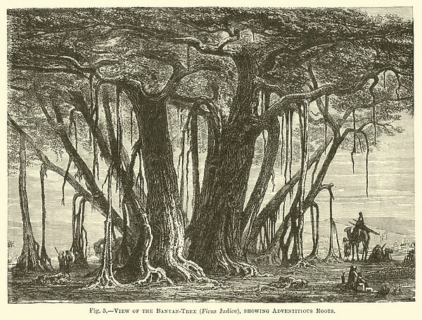 View of the Banyan-Tree (Ficus Indica), showing Adventitious Roots (engraving)