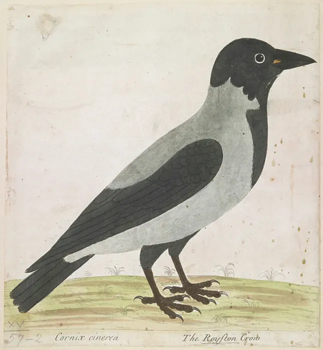 Framed Print : View of a crow in profile Framed Print : View of a crow in profile