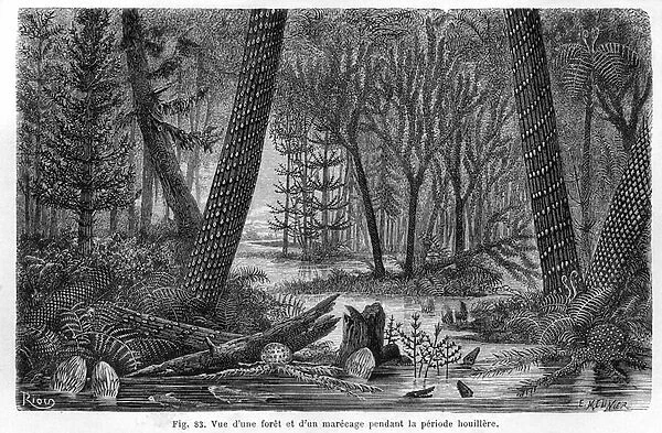 View of a forest and a marecage of the coal period (carbonifere)