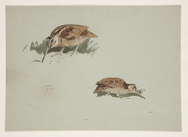 Two vignettes of woodcock, c. 1915 (w  /  c & bodycolour over pencil on paper)