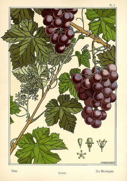 The Vine (colour litho)