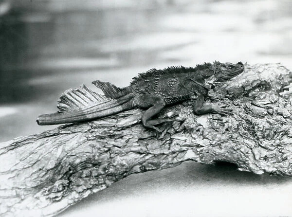 A vulnerable Sailfin Lizard, with a damaged tail, resting on a log at London Zoo in 1929