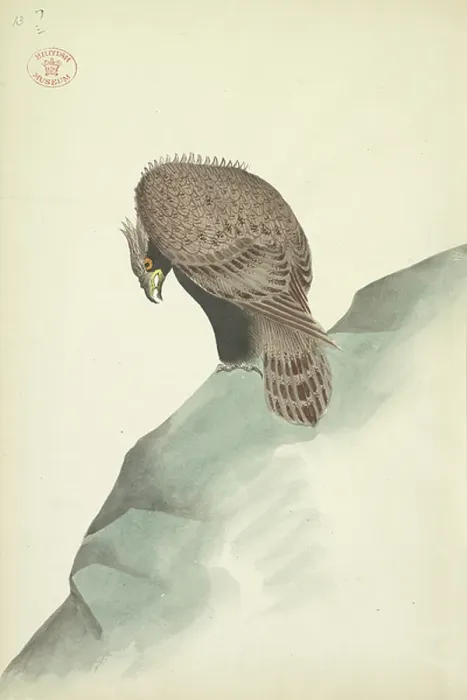 Framed Print : Vulture. BL3310549 Vulture.; British Library, London, UK; (add.info.: Chorui Hiaku Shiu