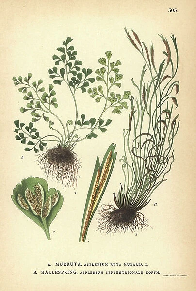 Wall-rue fern, Asplenium ruta-muraria, and northern spleenwort fern, Asplenium septentrionale