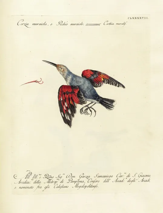 Framed Print : Wallcreeper (print) Framed Print : Wallcreeper (print)