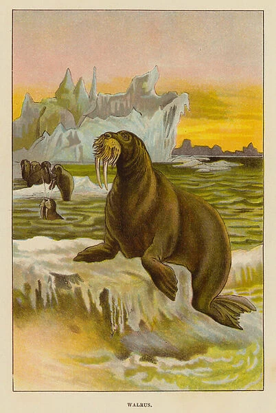 Walrus (colour litho)
