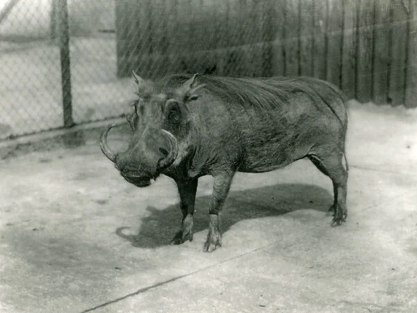 A Warthog, London Zoo, 1923 (b  /  w photo)