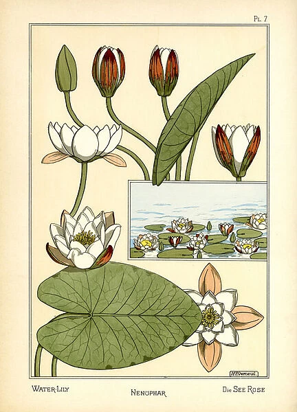 The Water Lily (colour litho)