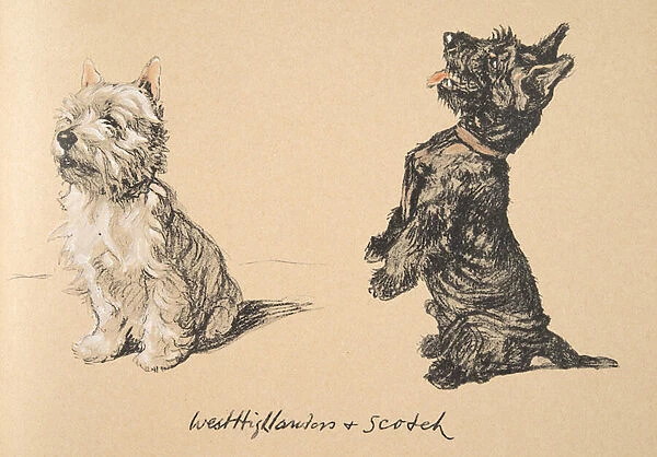West Highlander and Scotch, 1930, Illustrations from his Sketch Book used for