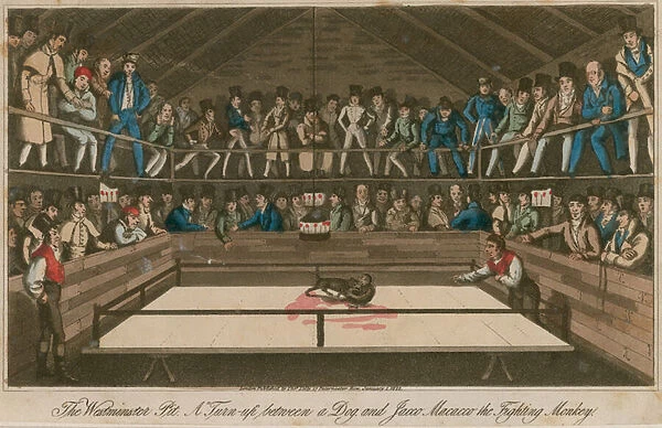 The Westminster Pit: A turn-up between a dog and Jacco Macacco, the fighting monkey (coloured engraving)