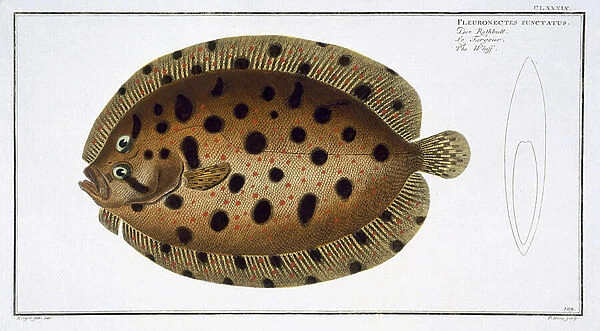 The Whiff (Pleuronectus Punctatus) plate CLXXXIX from Ichthyologie